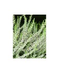 Calluna vulgaris Asli